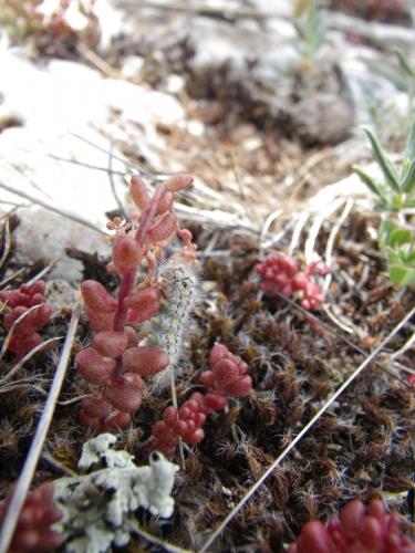Réf. 72 859 : Eilema palliatella