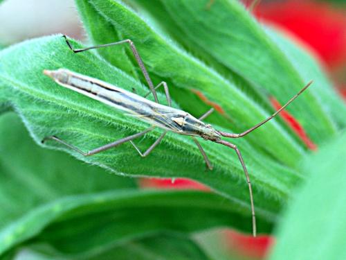 Chorosoma schillingii