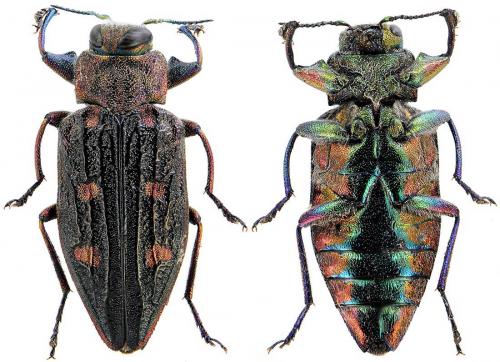 Réf. 72 074 : Chrysobothris chrysostigma