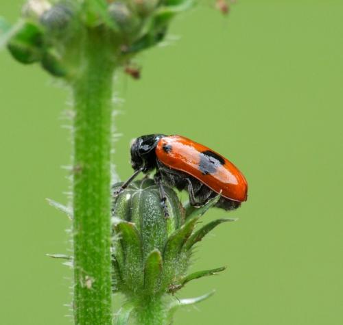 Réf. 72 262 : Clytra sp.