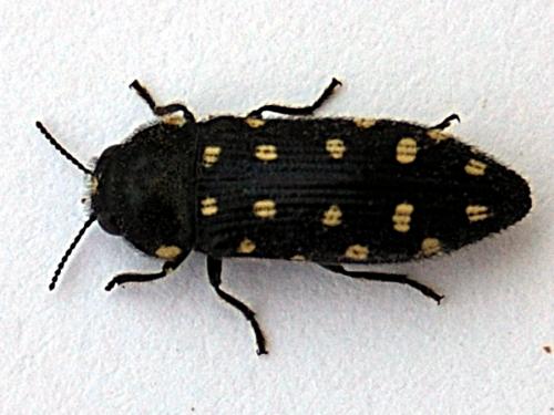 Acmaeodera degener