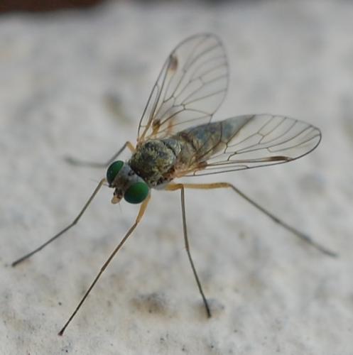 Réf. 72 079 : Chrysopilus asiliformis