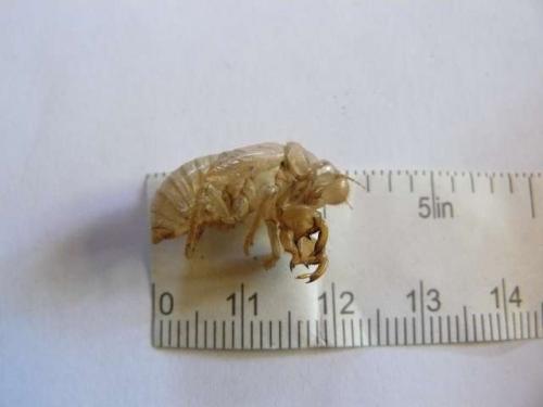 Cicada orni