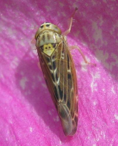 Réf. 72 105 : Lamprotettix nitidulus