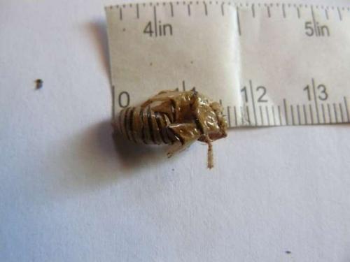 Réf. 72 622 : Cicadetta sp.