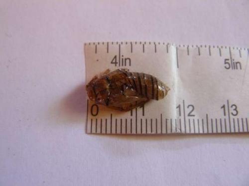 Cicadetta sp.