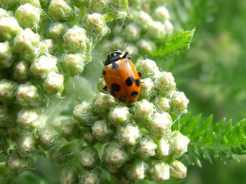 Hippodamia variegata