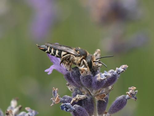 Réf. 72 271 : Coelioxys aurolimbata
