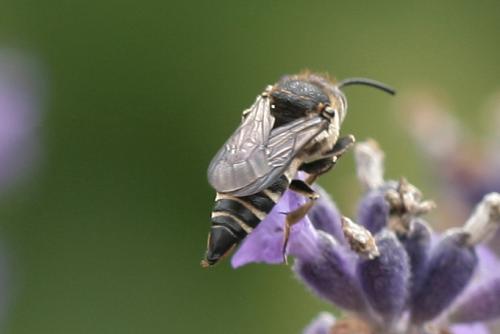 Réf. 72 310 : Coelioxys aurolimbata