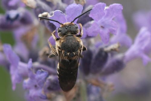 Réf. 72 309 : Coelioxys aurolimbata