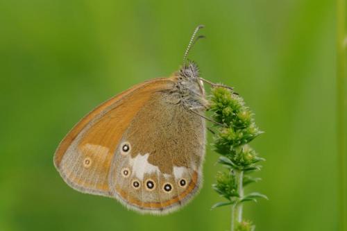 Réf. 72 311 : Coenonympha glycerion