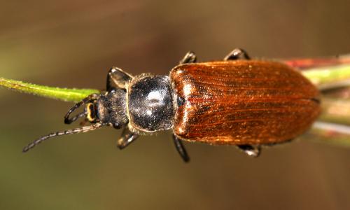 Réf. 72 134 : Megischia curvipes
