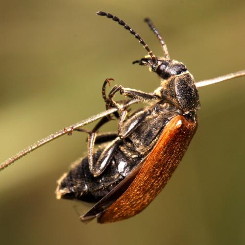 Réf. 72 135 : Megischia curvipes