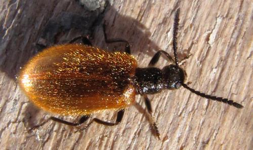 Lagria sp.
