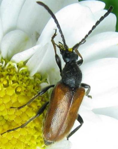 Pseudovadonia livida