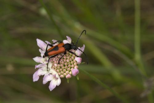 Stictoleptura cordigera