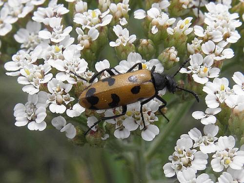 Mylabris connata