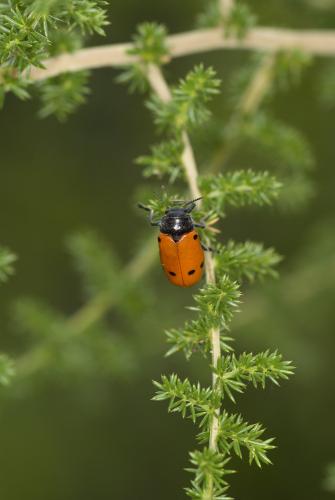Lachnaia sp.