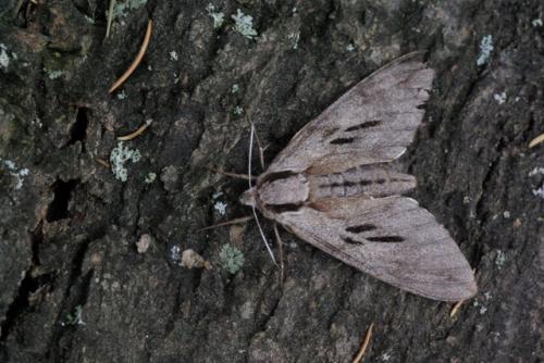 Réf. 72 627 : Sphinx pinastri