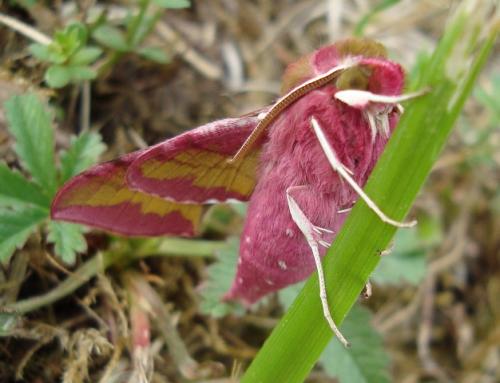 Réf. 72 886 : Deilephila porcellus