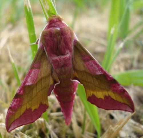 Réf. 72 888 : Deilephila porcellus