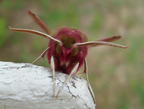 Réf. 72 887 : Deilephila porcellus