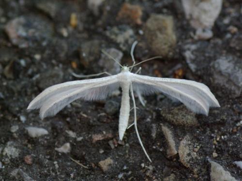 Réf. 72 742 : Pterophorus pentadactyla