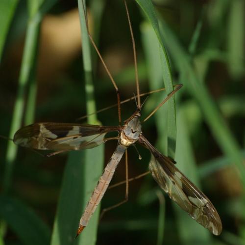 Tipula maxima