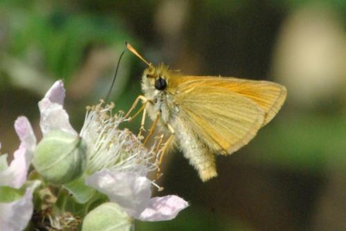 Thymelicus lineola
