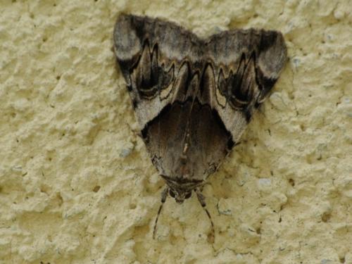 Catocala fulminea