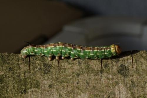 Réf. 72 631 : Sphinx pinastri