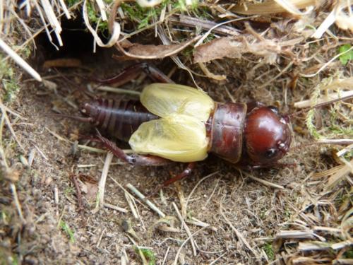 Réf. 72 867 : Gryllus campestris