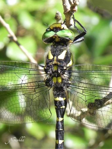 Réf. 72 782 : Cordulegaster bidentata
