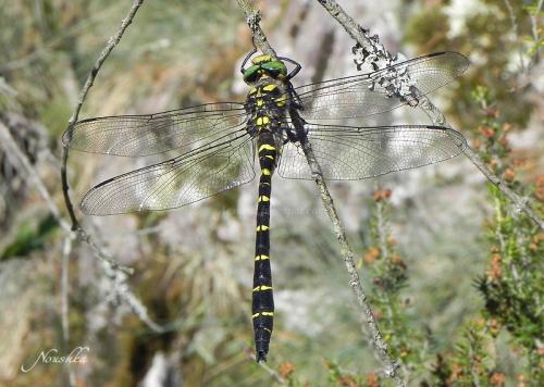 Réf. 72 689 : Cordulegaster bidentata