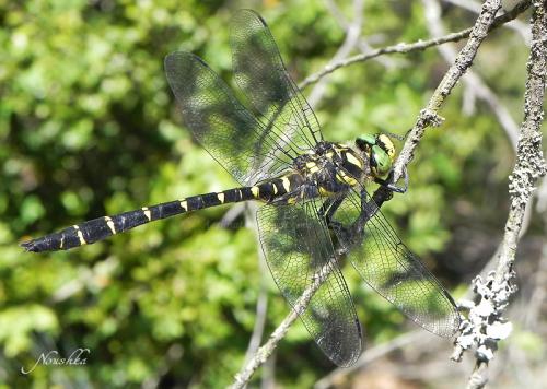 Réf. 72 690 : Cordulegaster bidentata
