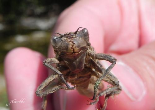 Réf. 72 691 : Cordulegaster bidentata
