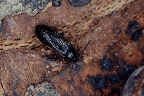 Réf. 72 115 : Mycetochara maura