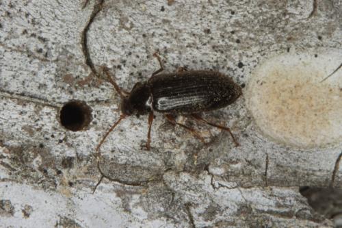 Hymenorus doublieri