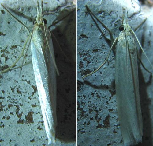 Crambus perlella