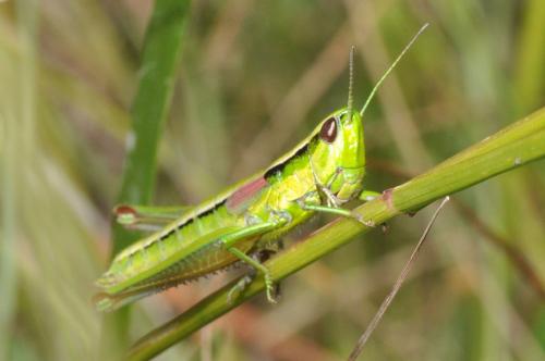 Réf. 72 208 : Euthystira brachyptera