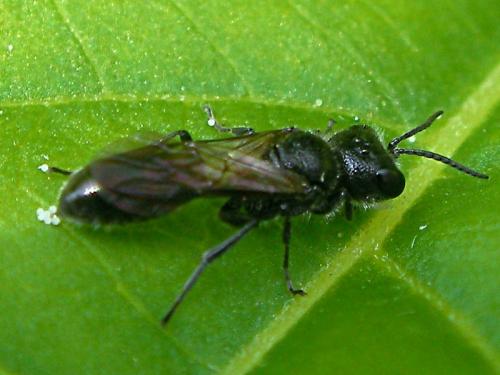 Pemphredon sp.