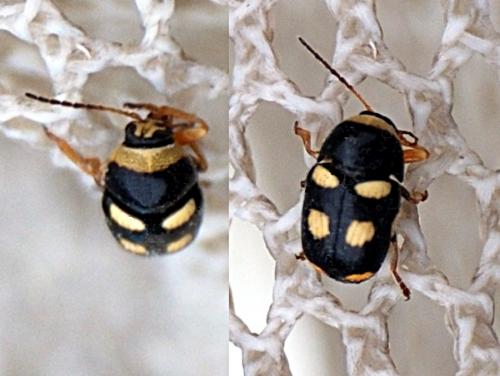 Réf. 72 214 : Cryptocephalus crassus