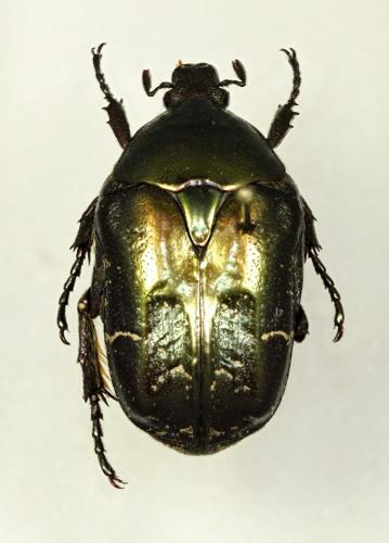 Réf. 72 569 : Potosia cuprea
