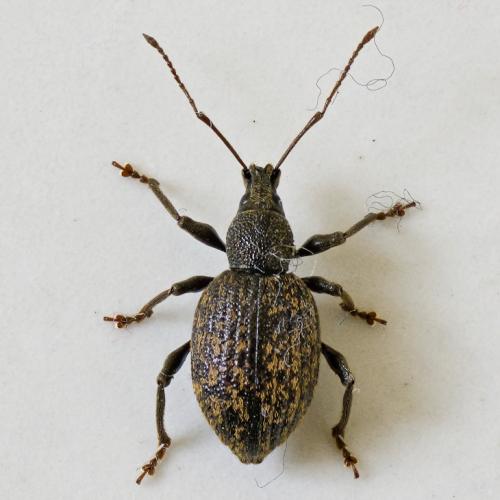 Réf. 72 232 : Otiorhynchus aurifer