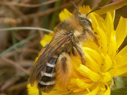 Dasypoda sp.