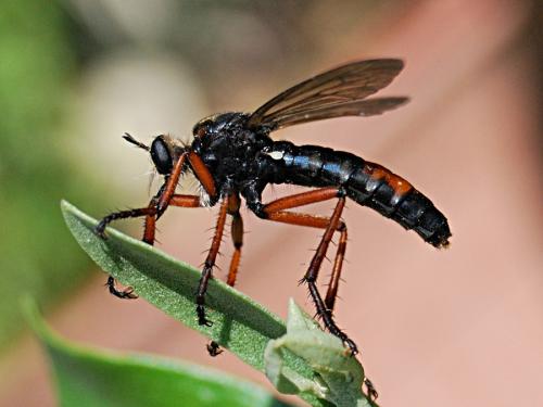 Dasypogon diadema