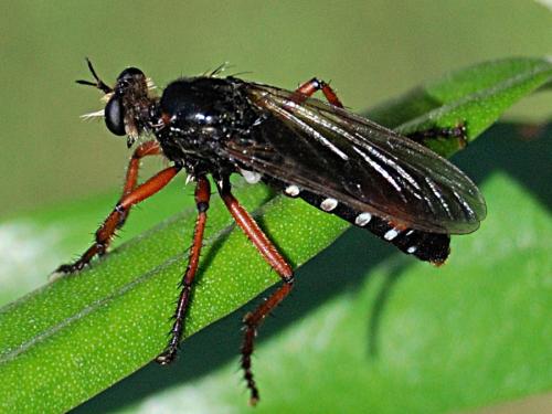 Dasypogon diadema