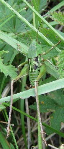 Decticus verrucivorus verrucivorus
