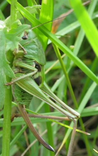Decticus verrucivorus verrucivorus