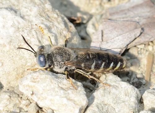 Bembix zonata